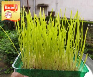 ec81835c-e985-46d6-ae68-4909a34bcef7